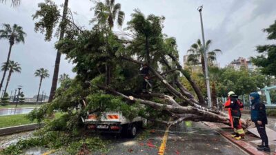 Mersin'in Akdeniz ilçesinde sabah saatlerinde yağan yağmur sonucu bir ağaç