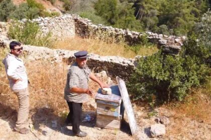 Muğla’daki Büyük Yangınların Ardından Arı Avluları Restorasyonla Yeniden Hayat Buluyor