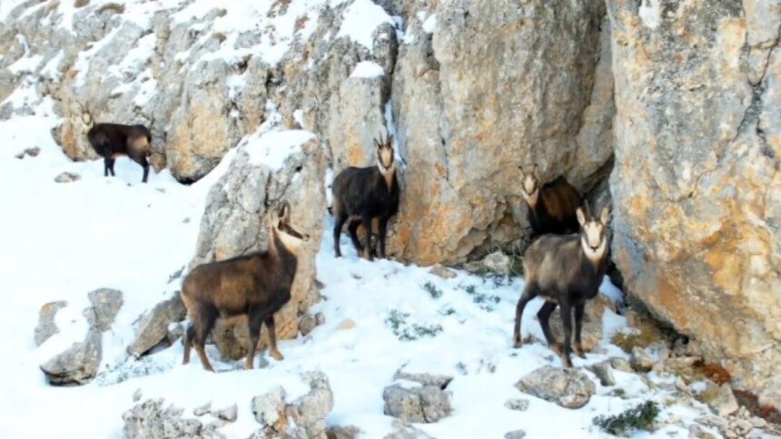 Munzur Dağları’nda kışın yaban hayatı görüntülendi: Çengel boynuzlu dağ keçileri havadan çekildi.