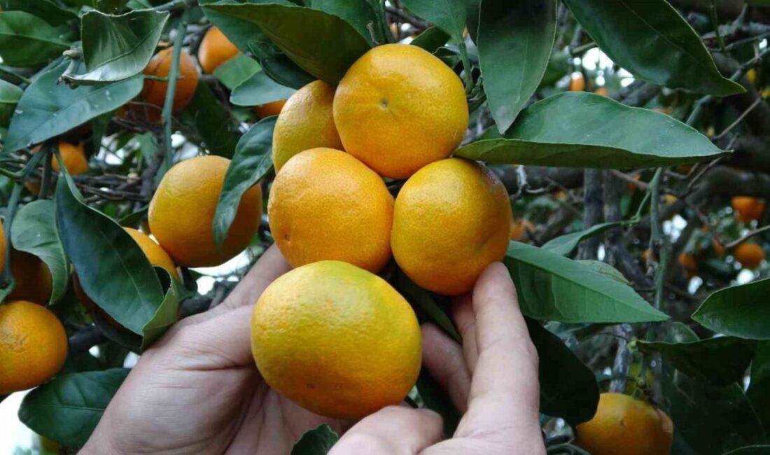 Perşembe’de Narenciye Hasadı Başladı: Mandalina, Portakal ve Limon Üretimi Artış Gösterdi Ordu'nun Perşembe ilçesinde, fındığa alternatif olarak narenciye hasadı başladı. 80