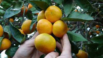 Ordu'nun Perşembe ilçesinde, fındığa alternatif olarak narenciye hasadı başladı. 80