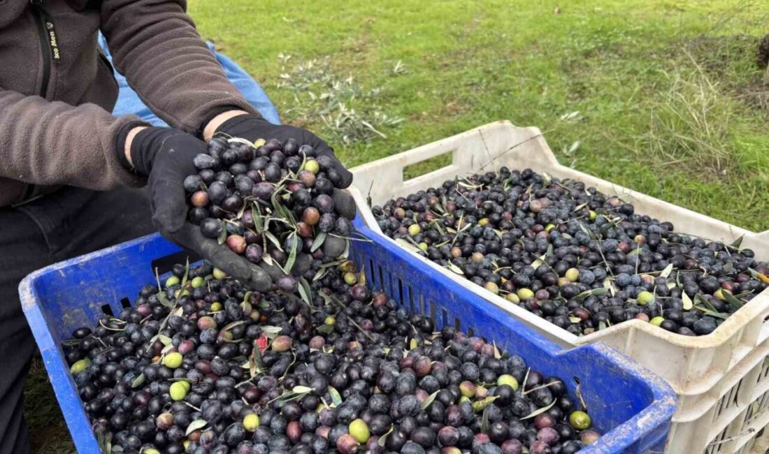 Bilecik'te zeytin üreticisi Ramazan Uysal, bu yılki zeytin hasadının geçen