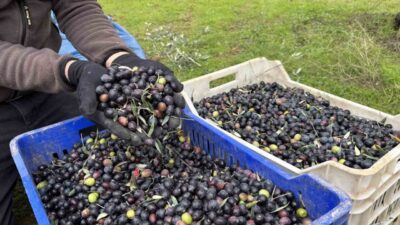 Bilecik'te zeytin üreticisi Ramazan Uysal, bu yılki zeytin hasadının geçen