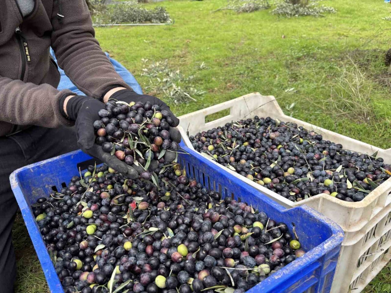 Bilecik'te zeytin üreticisi Ramazan Uysal, bu yılki zeytin hasadının geçen