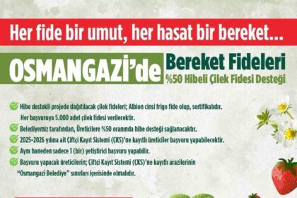 Osmangazi Belediyesi’nden Çiftçilere Yüzde 50 Hibeli Çilek Fidesi Desteği Açıklandı