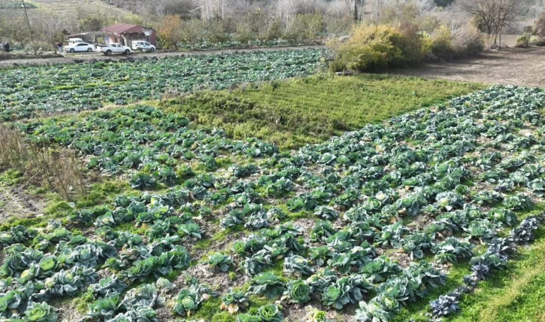 Hasanbeyli’de Yerli Lahana Tohumlarının Hasadı Yapıldı Osmaniye'nin Hasanbeyli ilçesinde yerli ata tohumu lahanalarının hasadı yapıldı. Bilal