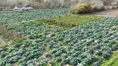 Osmaniye'nin Hasanbeyli ilçesinde yerli ata tohumu lahanalarının hasadı yapıldı. Bilal