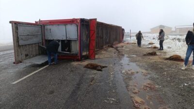 Patnos’ta Küçükbaş Hayvan Yüklü Tırın Devrilmesi Sonucu 10 Hayvan Telef Oldu Patnos'un Değirmendüzü köyünde meydana gelen kazada, M.Ş.A.'nın kullandığı 07 UK