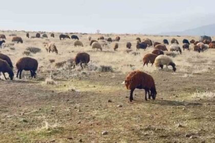 Patnos’ta kar yağmaması çiftçilerin yüzünü güldürdü
