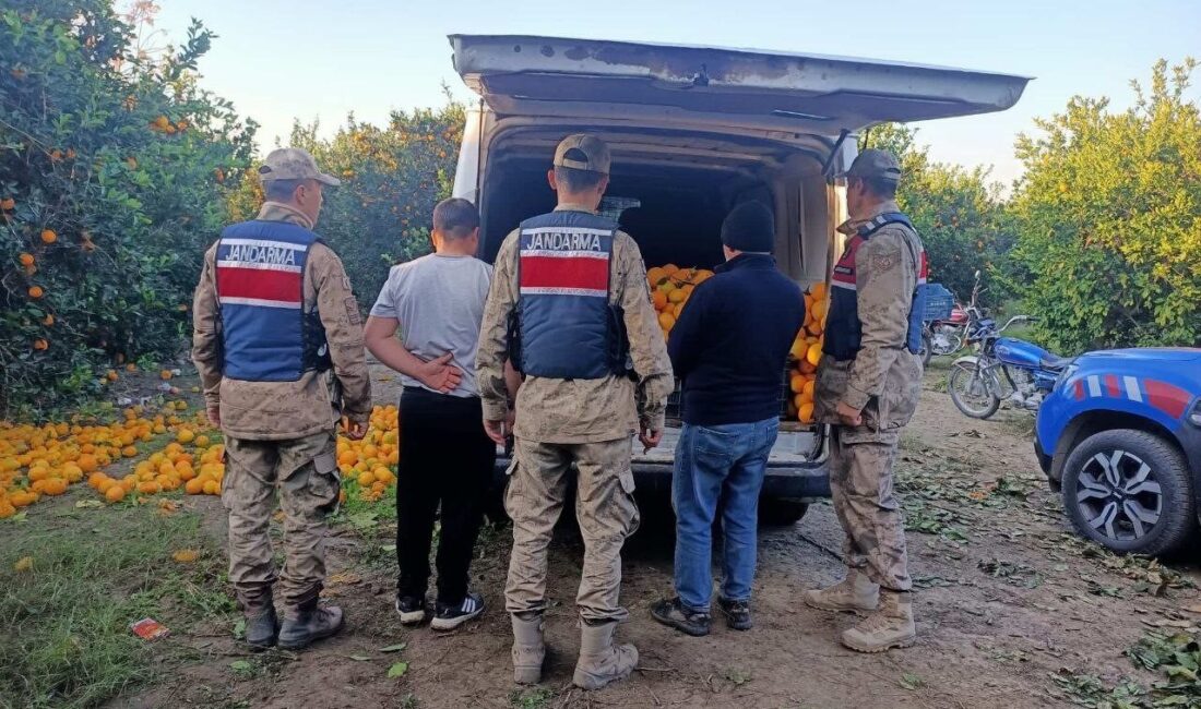 Hatay'ın Erzin ilçesinde, M.V.'ye ait portakal bahçesinden 2 ton portakal