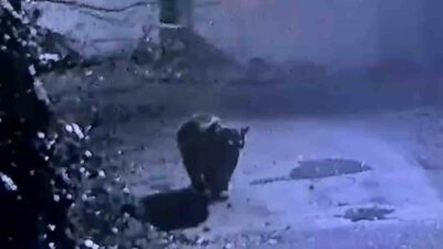 Rize'nin Güneysu ilçesinde, insan yaşam alanlarına girerek çiftçileri mağdur eden