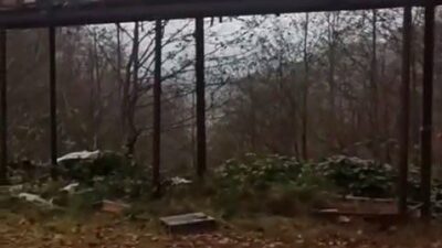 Rize’de ayıların arıcıların koruma önlemlerini aşarak kovanlara verdiği zararlar artıyor. Rize'nin Hemşin ilçesindeki Akyamaç Köyü'nde ayılar, arıcıların aldıkları önlemlere rağmen