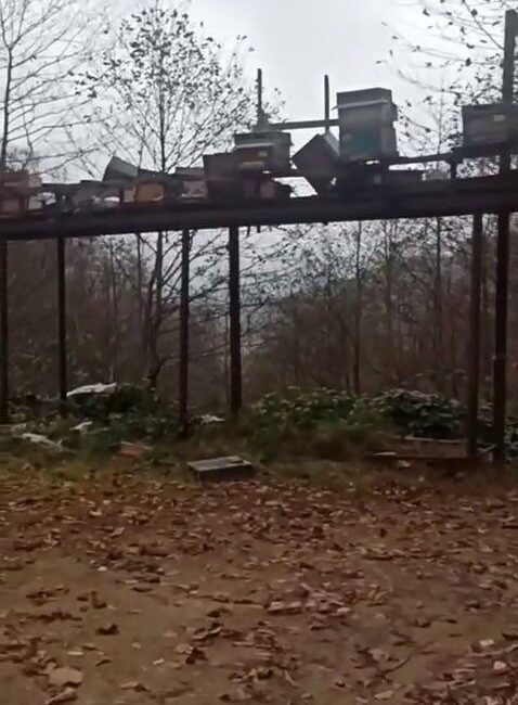 Rize’de ayıların arıcıların koruma önlemlerini aşarak kovanlara verdiği zararlar artıyor. Rize'nin Hemşin ilçesindeki Akyamaç Köyü'nde ayılar, arıcıların aldıkları önlemlere rağmen