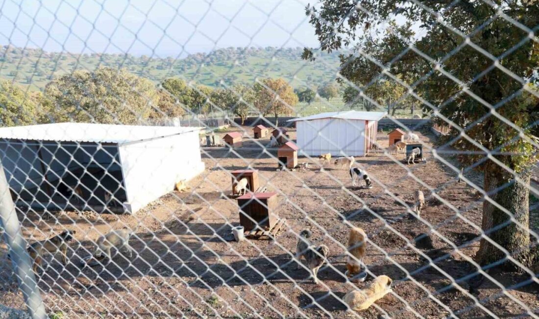 Yunusemre’de Sokaklara Terk Edilen Köpekler İçin Sahiplerine Yüksek Para Cezası Uygulandı Manisa'nın Yunusemre ilçesinde, iki köpeği sokağa bırakan E.Ş. isimli kadına,