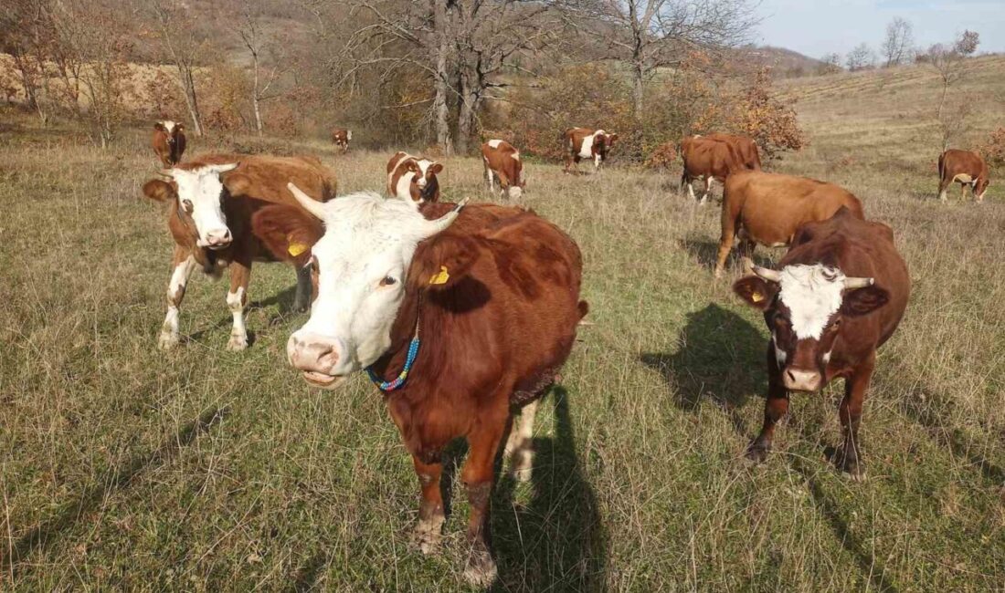 Samsun'da 2026 Şap Aşılama Programı 1 Aralık'ta başlayacak. İl Tarım