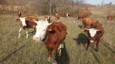 Samsun'da 2026 Şap Aşılama Programı 1 Aralık'ta başlayacak. İl Tarım