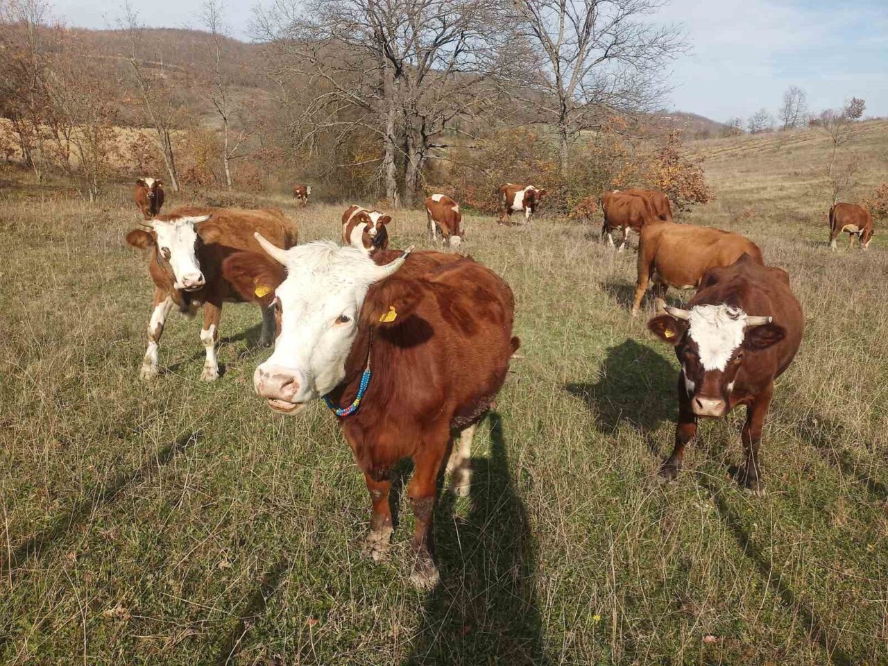 Samsun'da 2026 Şap Aşılama Programı 1 Aralık'ta başlayacak. İl Tarım