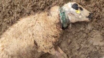 Şanlıurfa'nın Ceylanpınar ilçesi kırsalında meydana gelen kurt saldırısında 18 koyun