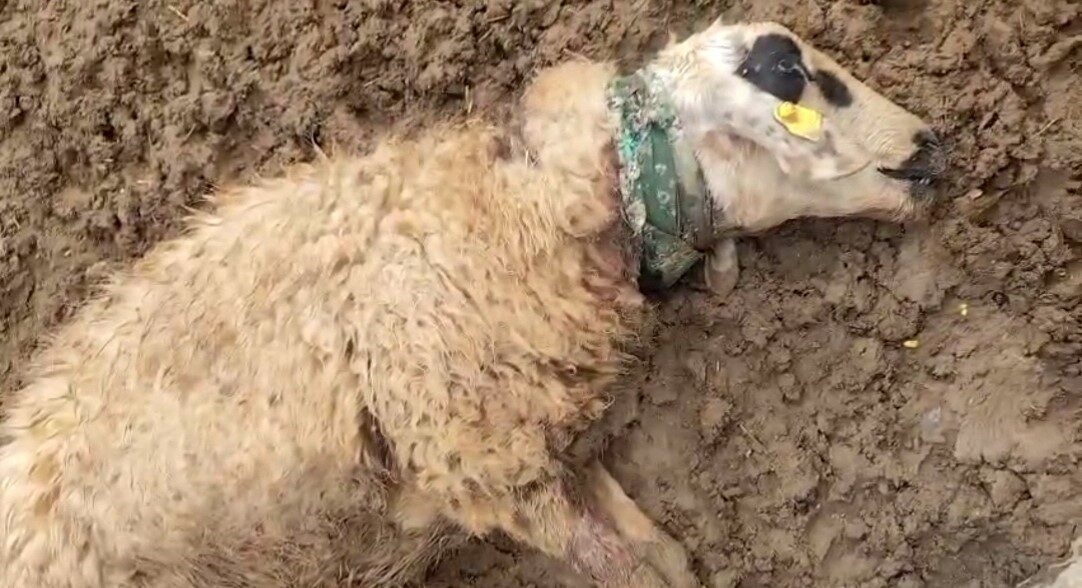 Şanlıurfa'nın Ceylanpınar ilçesi kırsalında meydana gelen kurt saldırısında 18 koyun