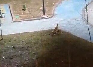 Şanlıurfa'nın Karaköprü ilçesinde iki tilki, gece saatlerinde bir parkta yiyecek