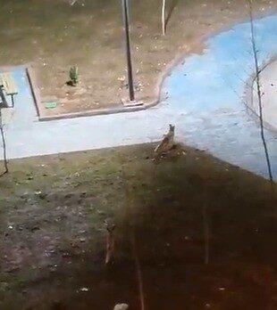 Şanlıurfa'nın Karaköprü ilçesinde iki tilki, gece saatlerinde bir parkta yiyecek