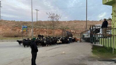 Siirt'teki hayvan pazarının kapalı kalmasına neden olan şap hastalığı, Siirt