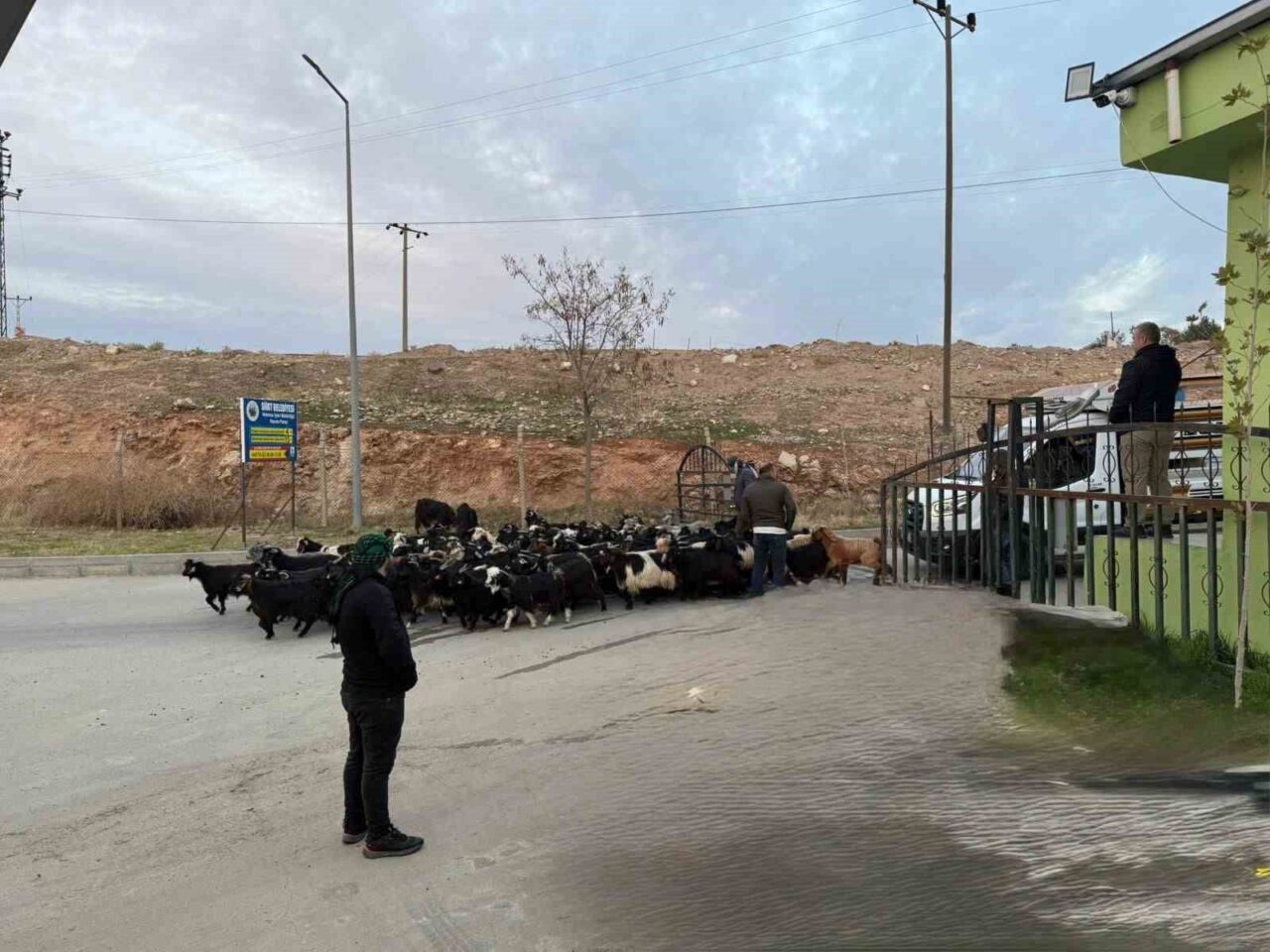 Siirt'teki hayvan pazarının kapalı kalmasına neden olan şap hastalığı, Siirt