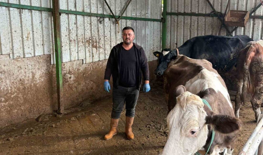 Bursa Yenişehir'de hayvancılıkla uğraşan Aytaç Afşar, şap hastalığı nedeniyle 1,5