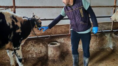 Tekirdağ'ın Marmaraereğlisi ilçesindeki Yeniçiftlik Mahallesi'nde, Tarım ve Orman Müdürlüğü ekipleri
