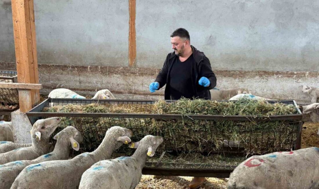Bursa'nın Yenişehir ilçesinde şap hastalığı, hayvancılıkta büyük kayıplara yol açtı.
