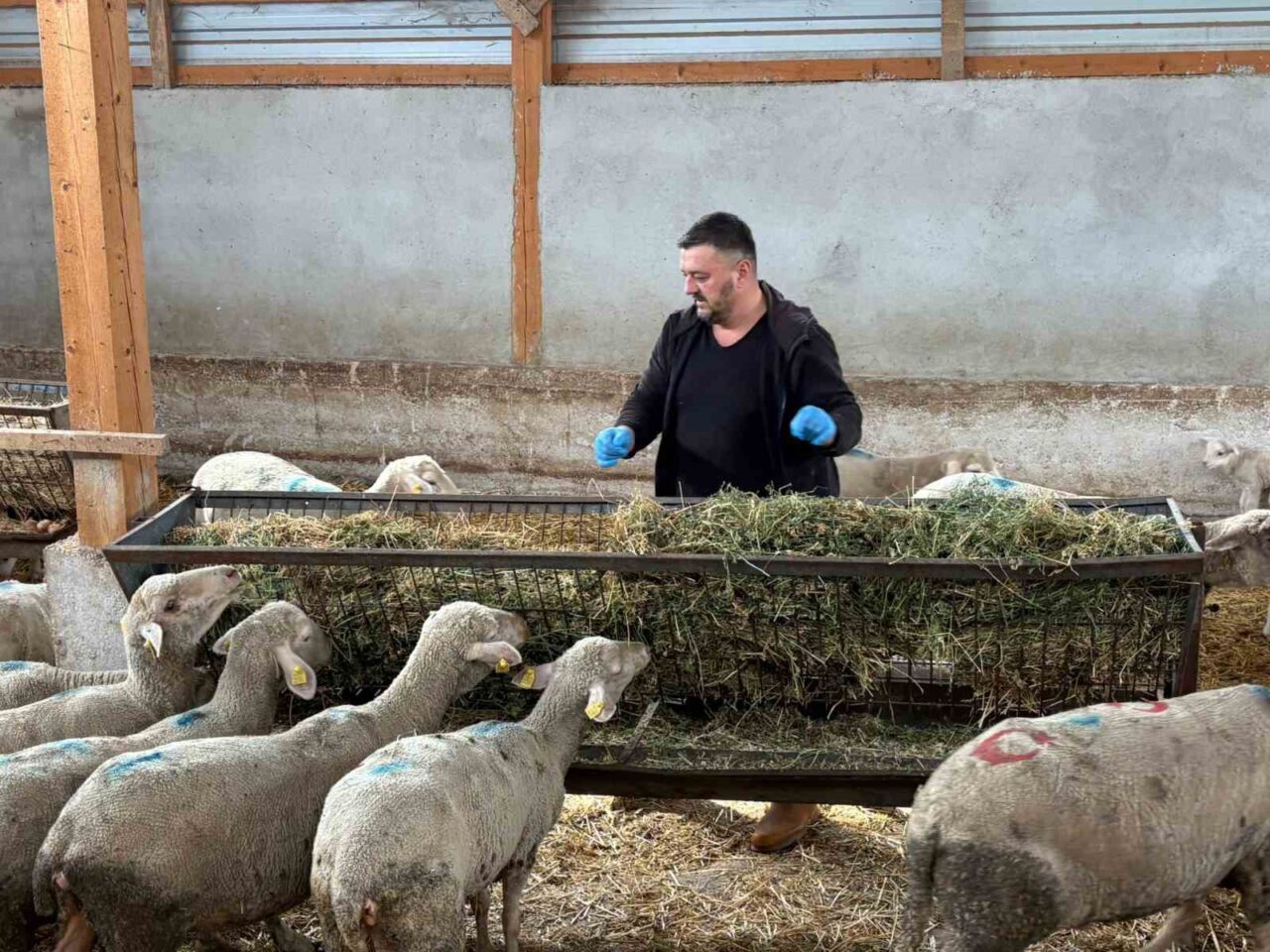 Bursa'nın Yenişehir ilçesinde şap hastalığı, hayvancılıkta büyük kayıplara yol açtı.