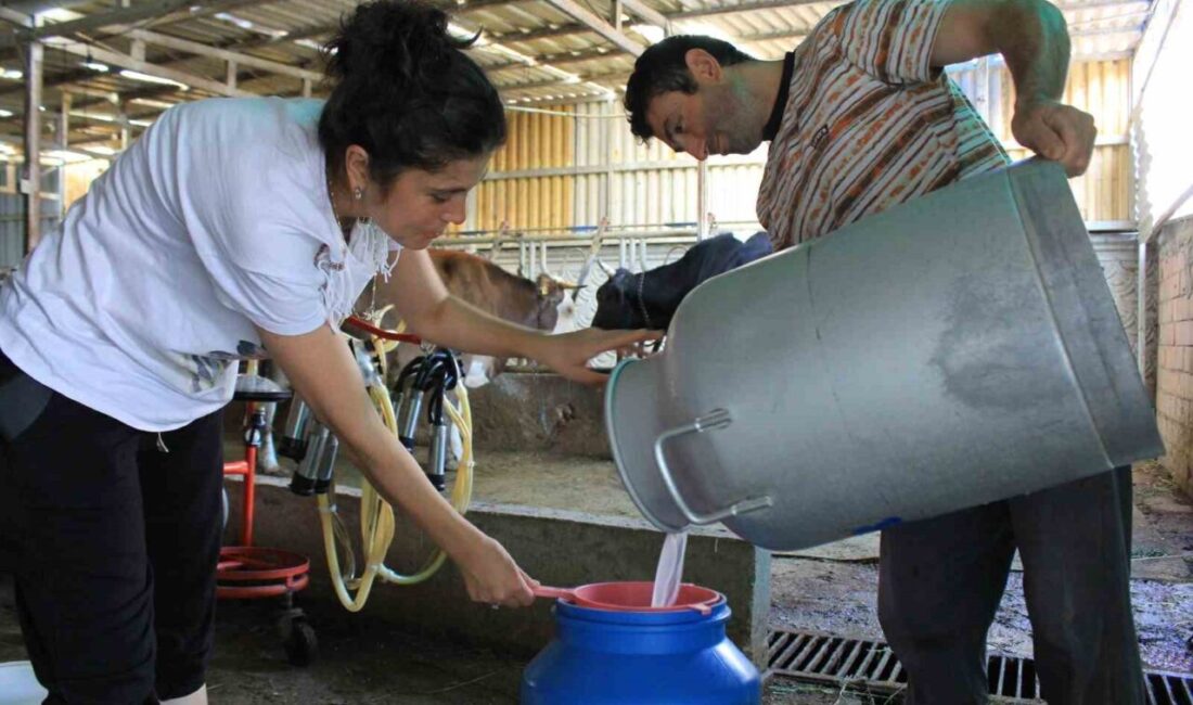 TÜSEDAD Başkanı Müslüm Doğru, şap hastalığı nedeniyle zor dönemler yaşayan