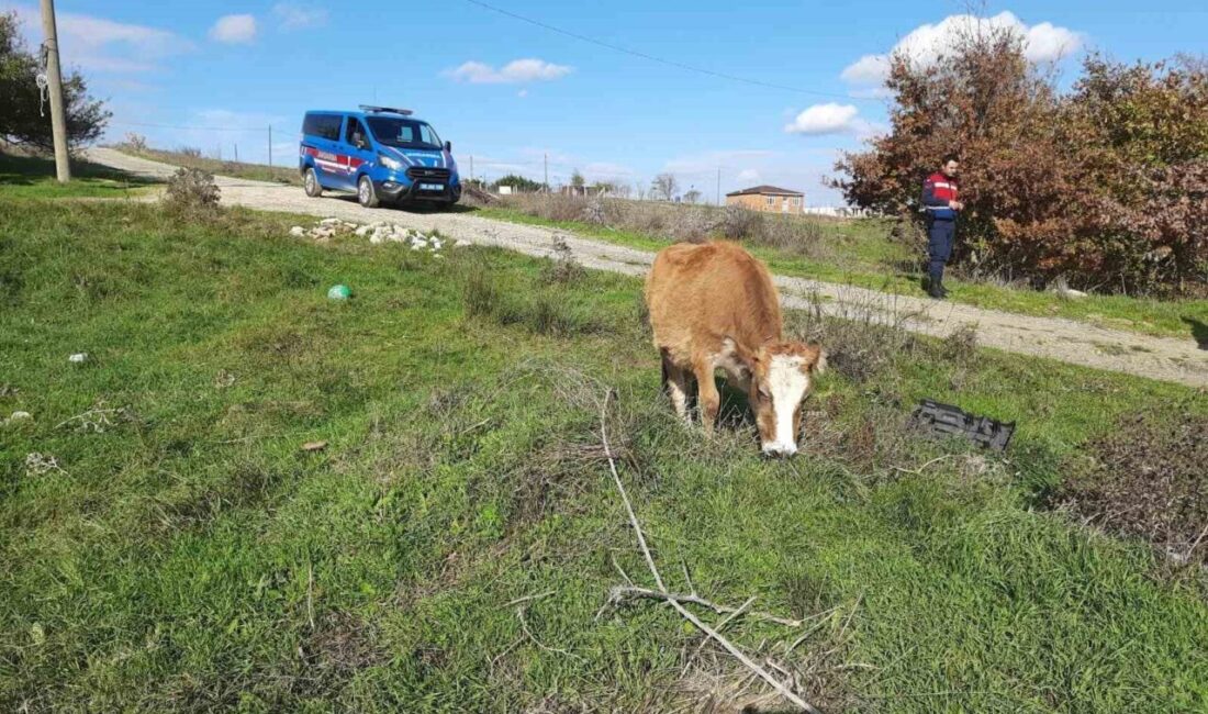 Tekirdağ’ın Saray ilçesinde yapılan denetimde, Anadolu'dan kaçak olarak getirilen 9