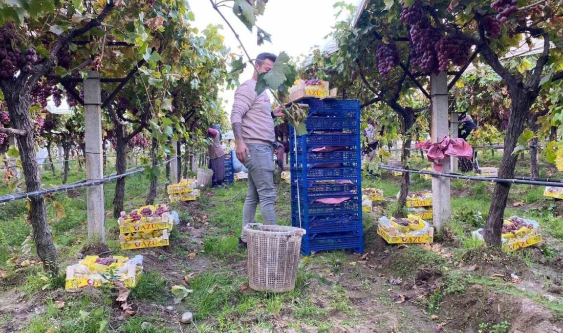 Manisa'nın Sarıgöl Ovası'nda Sultaniye üzüm hasadı sona yaklaşırken, üretici Nuri