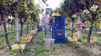 Manisa'nın Sarıgöl Ovası'nda Sultaniye üzüm hasadı sona yaklaşırken, üretici Nuri