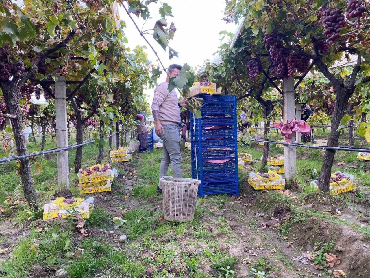 Manisa'nın Sarıgöl Ovası'nda Sultaniye üzüm hasadı sona yaklaşırken, üretici Nuri