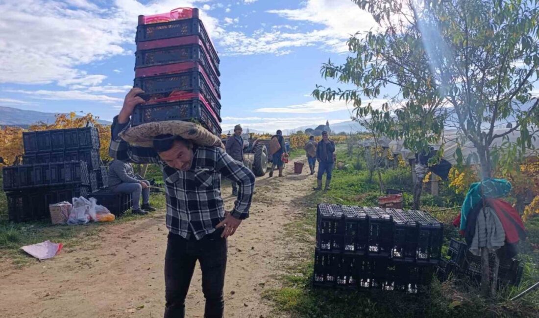 Sarıgöl’de Aralık Ayında Üzüm Hasadı Devam Ediyor, Üreticiler Kaliteli Ürün Elde Ettiklerine Dikkat Çekti Manisa’nın Sarıgöl ilçesinde aralık ayında da devam eden üzüm hasadı,