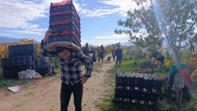 Manisa’nın Sarıgöl ilçesinde aralık ayında da devam eden üzüm hasadı,