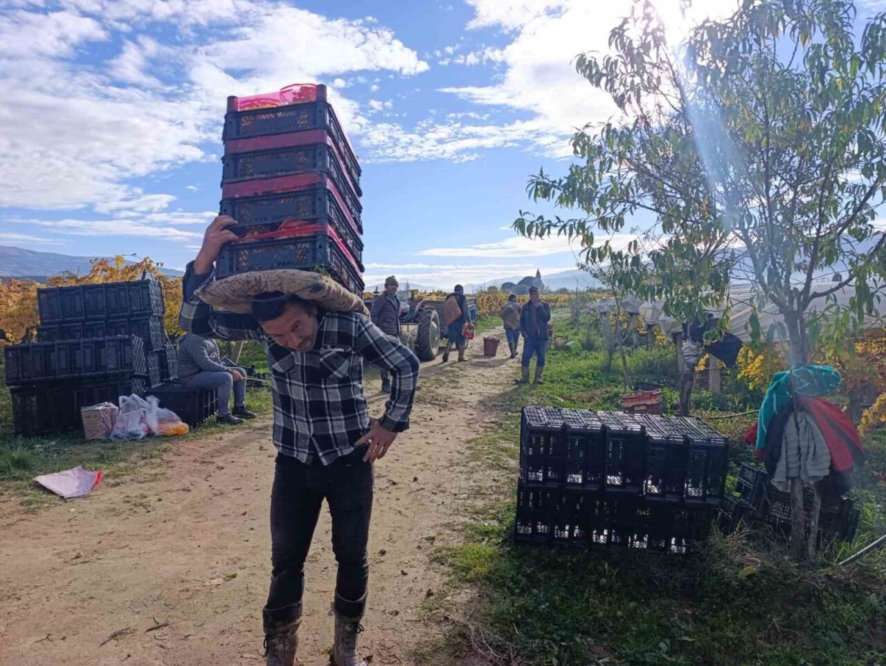 Manisa’nın Sarıgöl ilçesinde aralık ayında da devam eden üzüm hasadı,