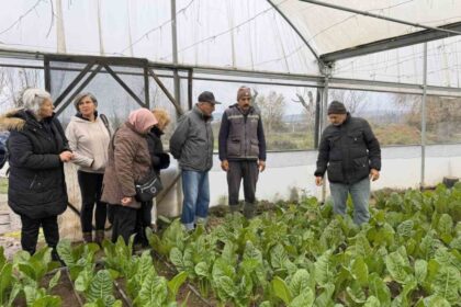 Kocaeli’de 65 Yaş Üstü Vatandaşlardan Pazı ve Karalahana Hasadı Etkinliği