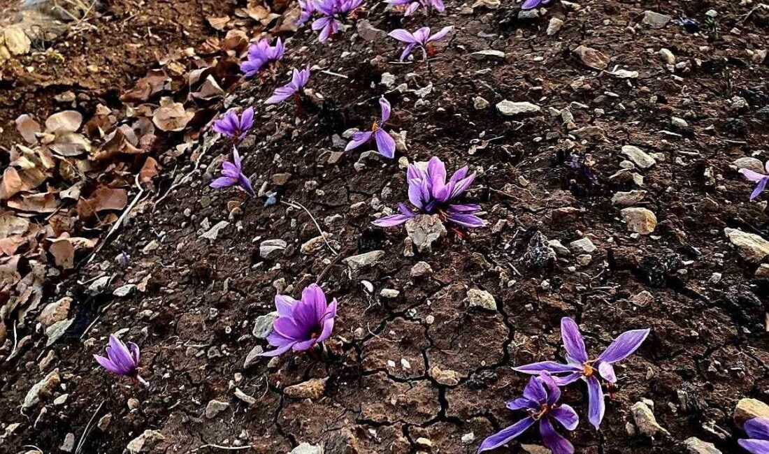 Siirt’te İlk Safran Yetiştiriciliği Başarıyla Gerçekleştirildi Siirt’te, ilk kez safran bitkisi yetiştirildi. Siirt Üniversitesi Ziraat Fakültesi