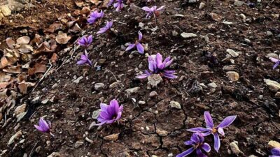 Siirt’te, ilk kez safran bitkisi yetiştirildi. Siirt Üniversitesi Ziraat Fakültesi