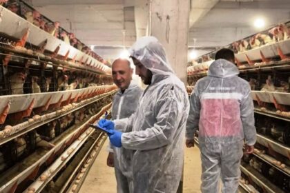 Simav’da ticari yumurtacı tavukçuluk işletmesinde ilk resmi denetim