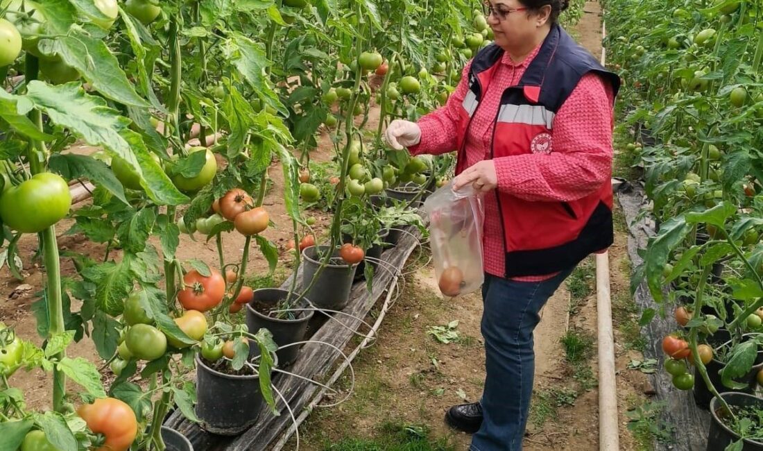 Kütahya’da Domates Sera Alanlarında Pestisit Denetimi Gerçekleştirildi Kütahya İl Tarım Müdürlüğü, Simav'daki sera alanlarında domateslerin pestisit denetimini