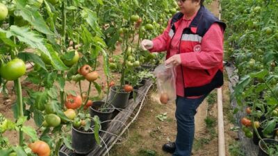 Kütahya İl Tarım Müdürlüğü, Simav'daki sera alanlarında domateslerin pestisit denetimini