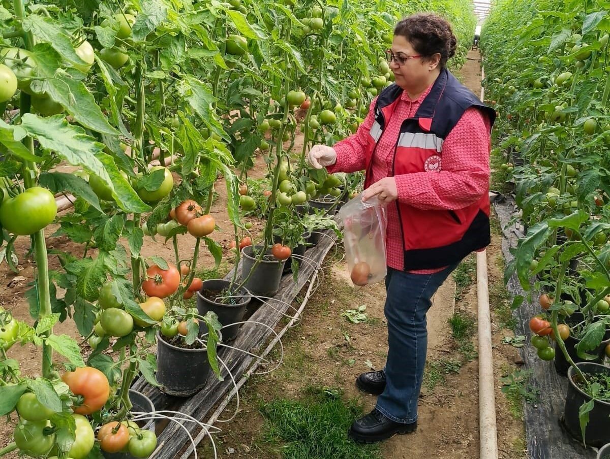 Kütahya’da Domates Sera Alanlarında Pestisit Denetimi Gerçekleştirildi