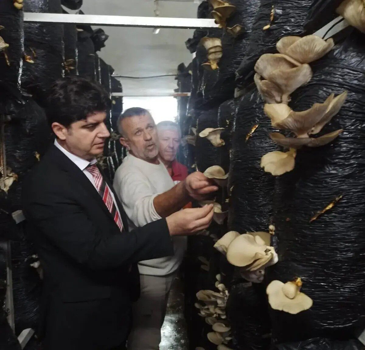 Sinop’ta Mantar Yetiştiriciliği Eğitimi Başladı: Eski Okul Artık Üretim İçin Kullanılacak