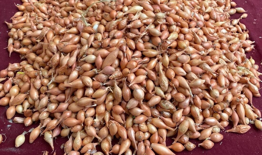 Alaşehir’de Soğan Tohumu Satıcısı Kazım Kalın: Dikim Zamanı Şimdi! Alaşehir'de soğan tohumu satıcısı Kazım Kalın, yağışların ardından toprağın uygun