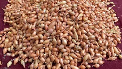 Alaşehir'de soğan tohumu satıcısı Kazım Kalın, yağışların ardından toprağın uygun