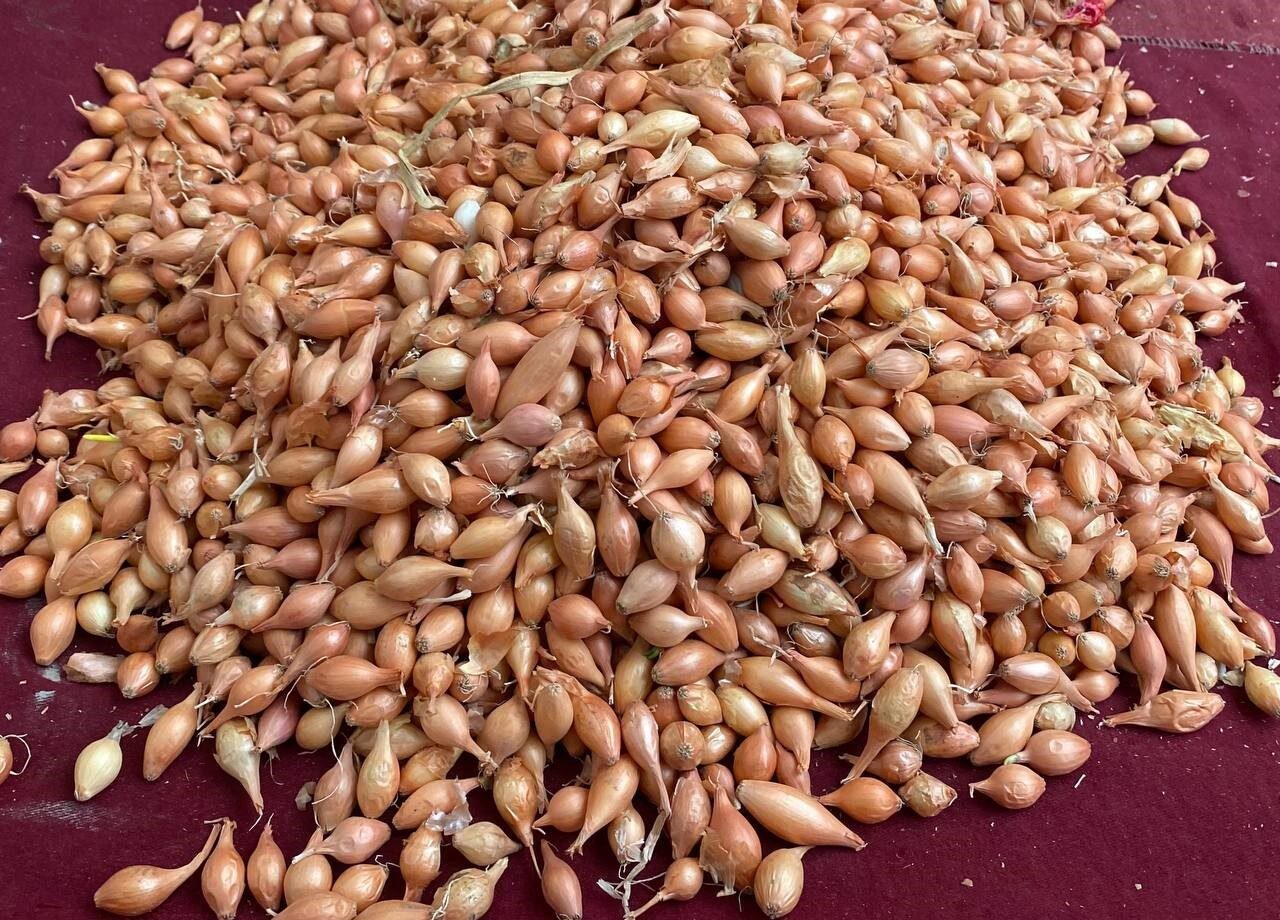 Alaşehir'de soğan tohumu satıcısı Kazım Kalın, yağışların ardından toprağın uygun